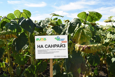 НА САНРАЙЗ