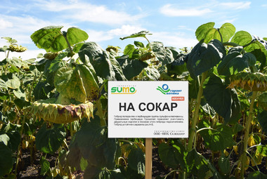 НА СОКАР