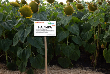 НА ЛИРА